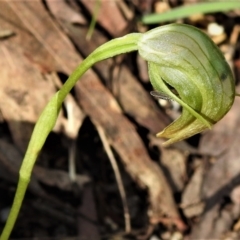 Pterostylis nutans (Nodding Greenhood) at Tidbinbilla Nature Reserve - 17 Oct 2021 by JohnBundock