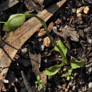 Pterostylis nutans at Paddys River, ACT - suppressed