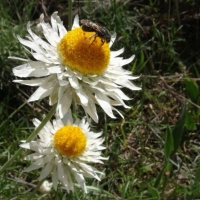 Lasioglossum (Chilalictus) sp. (genus & subgenus) (Halictid bee) at Gossan Hill - 16 Oct 2021 by AndyRussell