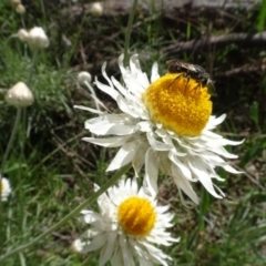 Lasioglossum (Chilalictus) sp. (genus & subgenus) at Bruce, ACT - 16 Oct 2021 11:02 AM