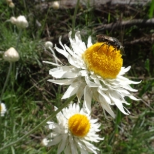 Lasioglossum (Chilalictus) sp. (genus & subgenus) at Bruce, ACT - 16 Oct 2021 11:02 AM