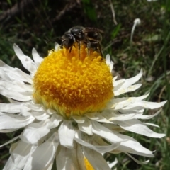 Lasioglossum (Chilalictus) sp. (genus & subgenus) at Bruce, ACT - 16 Oct 2021 11:02 AM