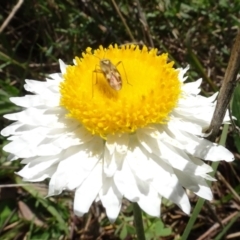 Miridae (family) (Unidentified plant bug) at Gossan Hill - 16 Oct 2021 by AndyRussell