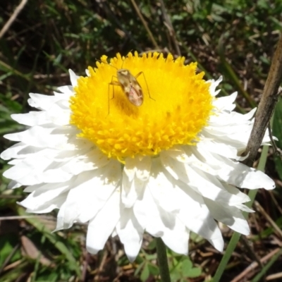 Miridae (family) (Unidentified plant bug) at Bruce, ACT - 16 Oct 2021 by AndyRussell