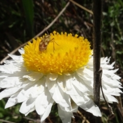 Miridae (family) at Bruce, ACT - 16 Oct 2021