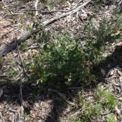 Pomaderris betulina (Birch Pomaderris) at Gossan Hill - 15 Oct 2021 by AndyRussell