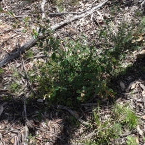 Pomaderris betulina at Bruce, ACT - 16 Oct 2021 10:34 AM