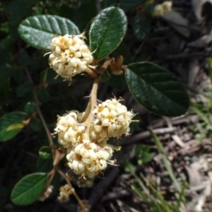 Pomaderris betulina at Bruce, ACT - 16 Oct 2021 10:34 AM