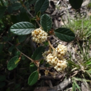 Pomaderris betulina at Bruce, ACT - 16 Oct 2021 10:34 AM