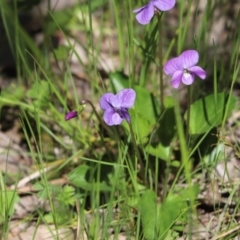 Viola sp. (Violet) at Farrer, ACT - 17 Oct 2021 by Tammy