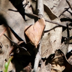 Uresiphita ornithopteralis (Tree Lucerne Moth) at Hughes Grassy Woodland - 17 Oct 2021 by LisaH