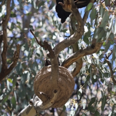 Corcorax melanorhamphos (White-winged Chough) at Farrer Ridge - 17 Oct 2021 by Tammy