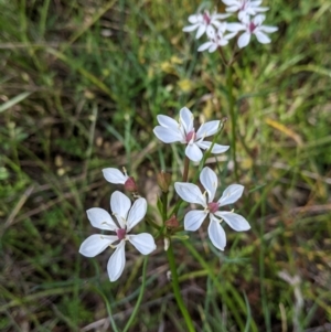 Burchardia umbellata at Glenroy, NSW - 17 Oct 2021 03:53 PM