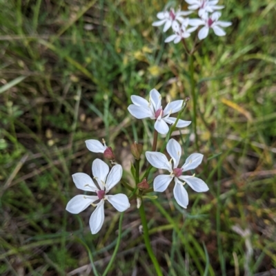 Burchardia umbellata (Milkmaids) at Nail Can Hill - 17 Oct 2021 by Darcy