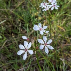 Burchardia umbellata (Milkmaids) at Nail Can Hill - 17 Oct 2021 by Darcy