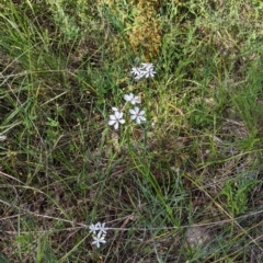 Burchardia umbellata at Glenroy, NSW - 17 Oct 2021 03:53 PM
