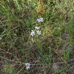 Burchardia umbellata at Glenroy, NSW - 17 Oct 2021