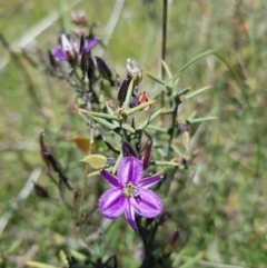 Thysanotus patersonii (Twining Fringe Lily) at Goorooyarroo NR (ACT) - 17 Oct 2021 by byomonkey