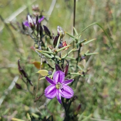 Thysanotus patersonii (Twining Fringe Lily) at Throsby, ACT - 17 Oct 2021 by byomonkey