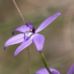 Glossodia major (Wax Lip Orchid) at Block 402 - 17 Oct 2021 by LisaH