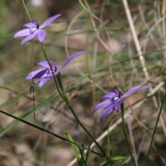 Glossodia major at Stromlo, ACT - suppressed