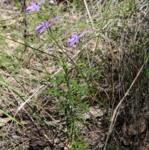 Glossodia major at Stromlo, ACT - 17 Oct 2021