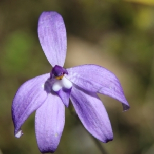 Glossodia major at Stromlo, ACT - suppressed