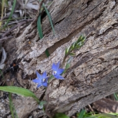 Thelymitra sp. (pauciflora complex) at Albury - 17 Oct 2021 by Darcy