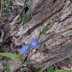 Cyanicula caerulea at Glenroy, NSW - 17 Oct 2021 by Darcy