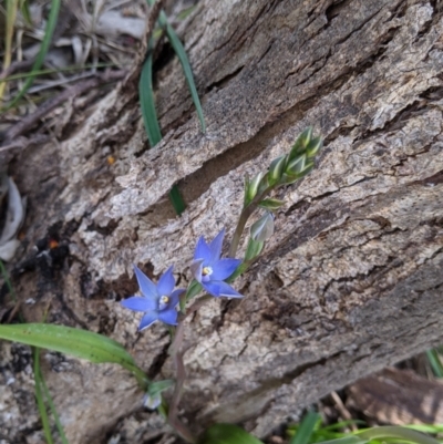 Thelymitra sp. (pauciflora complex) at Nail Can Hill - 17 Oct 2021 by Darcy