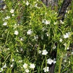 Solanum linearifolium (Kangaroo Apple) at Namadgi National Park - 17 Oct 2021 by LOz