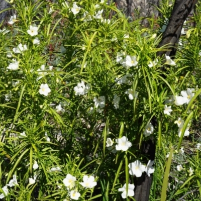 Solanum linearifolium (Kangaroo Apple) at Namadgi National Park - 17 Oct 2021 by LOz