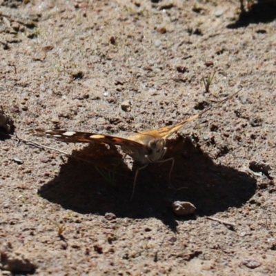 Vanessa kershawi (Australian Painted Lady) at Farrer, ACT - 16 Oct 2021 by Tammy