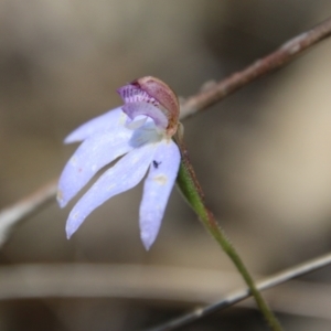 Cyanicula caerulea at Stromlo, ACT - suppressed