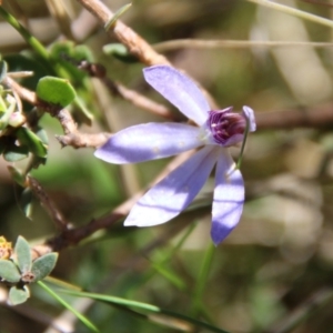 Cyanicula caerulea at Stromlo, ACT - 17 Oct 2021