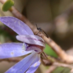 Cyanicula caerulea at Stromlo, ACT - 17 Oct 2021