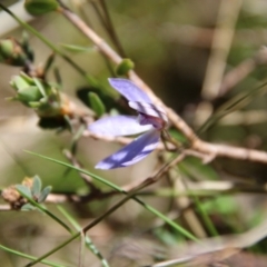 Cyanicula caerulea at Stromlo, ACT - 17 Oct 2021