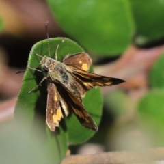 Ocybadistes walkeri (Green Grass-dart) at Cook, ACT - 17 Oct 2021 by Tammy