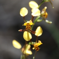Diuris sp. (A Donkey Orchid) at Stromlo, ACT - 17 Oct 2021 by LisaH