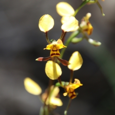 Diuris sp. (A Donkey Orchid) at Stromlo, ACT - 17 Oct 2021 by LisaH