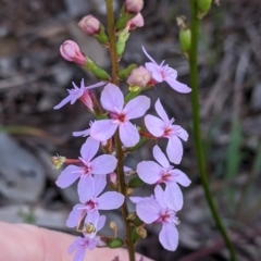 Stylidium graminifolium (Grass Triggerplant) at Nail Can Hill - 17 Oct 2021 by Darcy