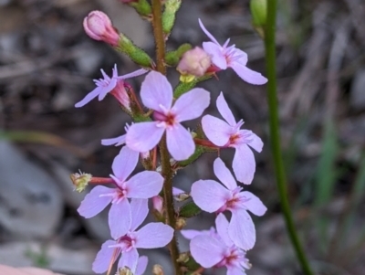 Stylidium graminifolium (grass triggerplant) at Glenroy, NSW - 17 Oct 2021 by Darcy