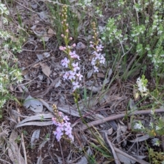 Stylidium graminifolium at Glenroy, NSW - 17 Oct 2021