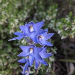 Thelymitra megcalyptra at Nail Can Hill - 17 Oct 2021 by Darcy