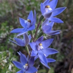 Thelymitra megcalyptra at Glenroy, NSW - suppressed