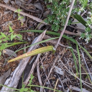 Thelymitra megcalyptra at Glenroy, NSW - suppressed