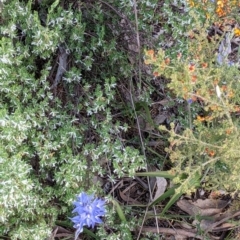 Thelymitra megcalyptra at Glenroy, NSW - suppressed