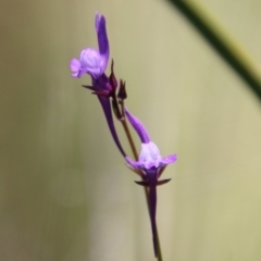 Linaria pelisseriana (Pelisser's Toadflax) at Block 402 - 17 Oct 2021 by LisaH