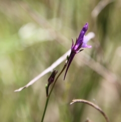 Linaria pelisseriana at Stromlo, ACT - 17 Oct 2021