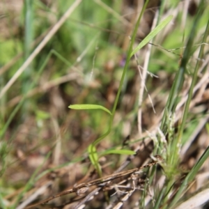 Linaria pelisseriana at Stromlo, ACT - 17 Oct 2021